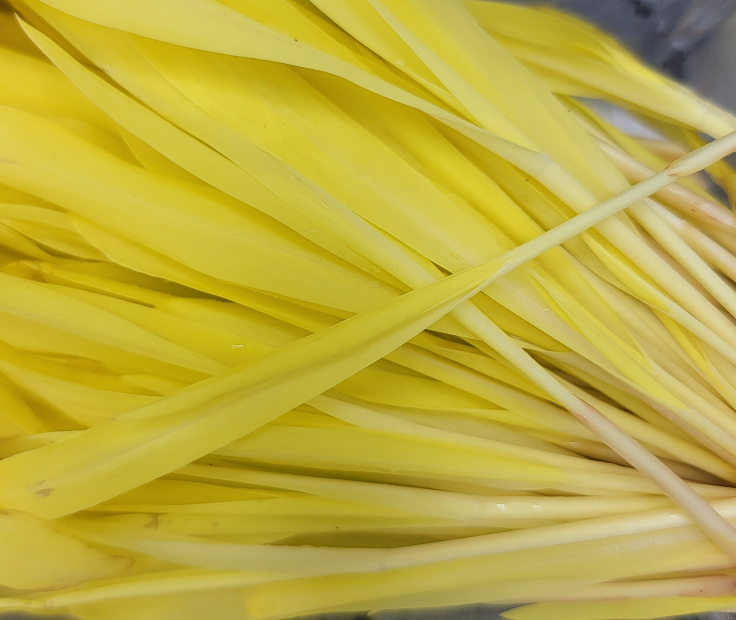 Corn Shoots