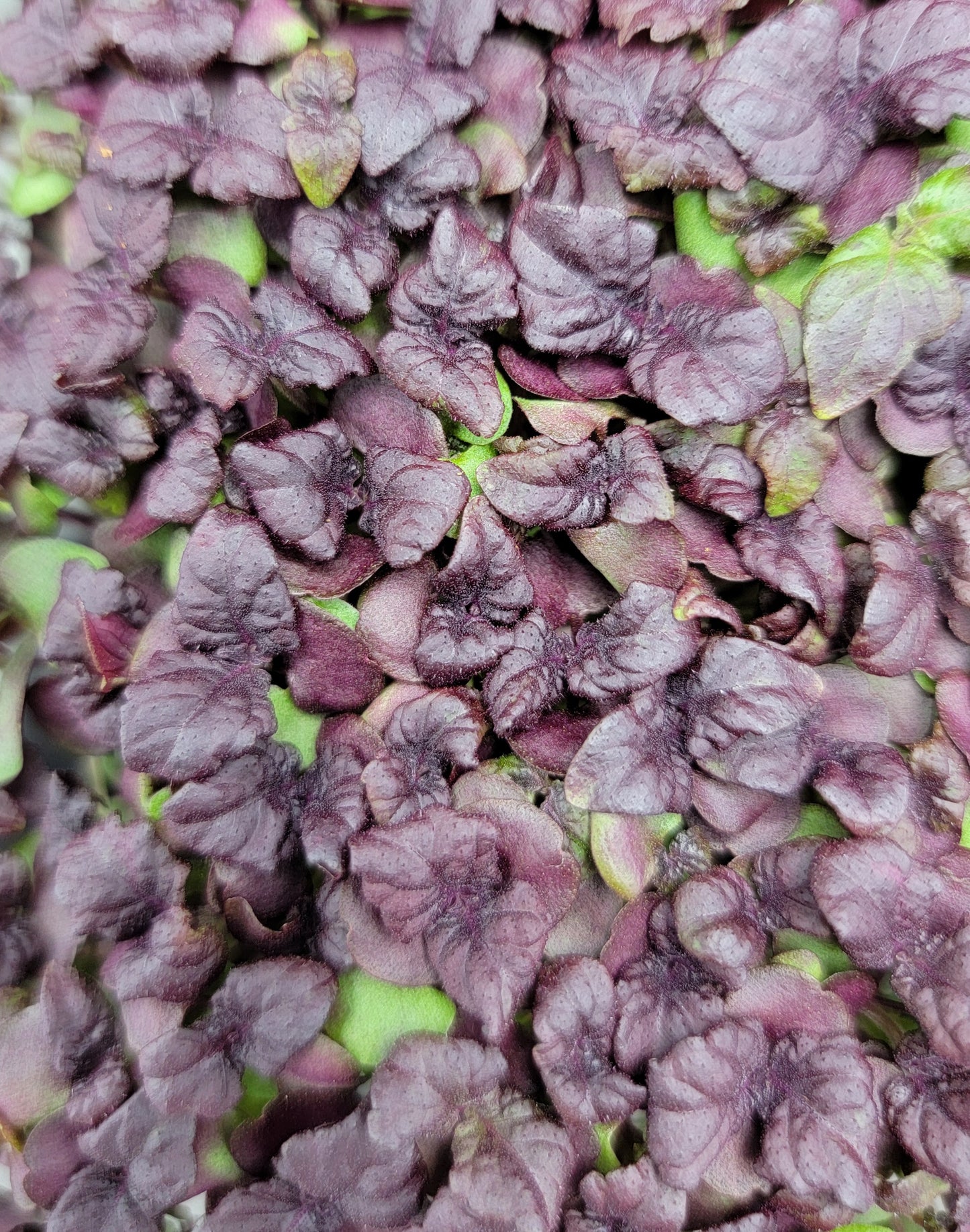 Red Shiso- Red Perilla (Small)