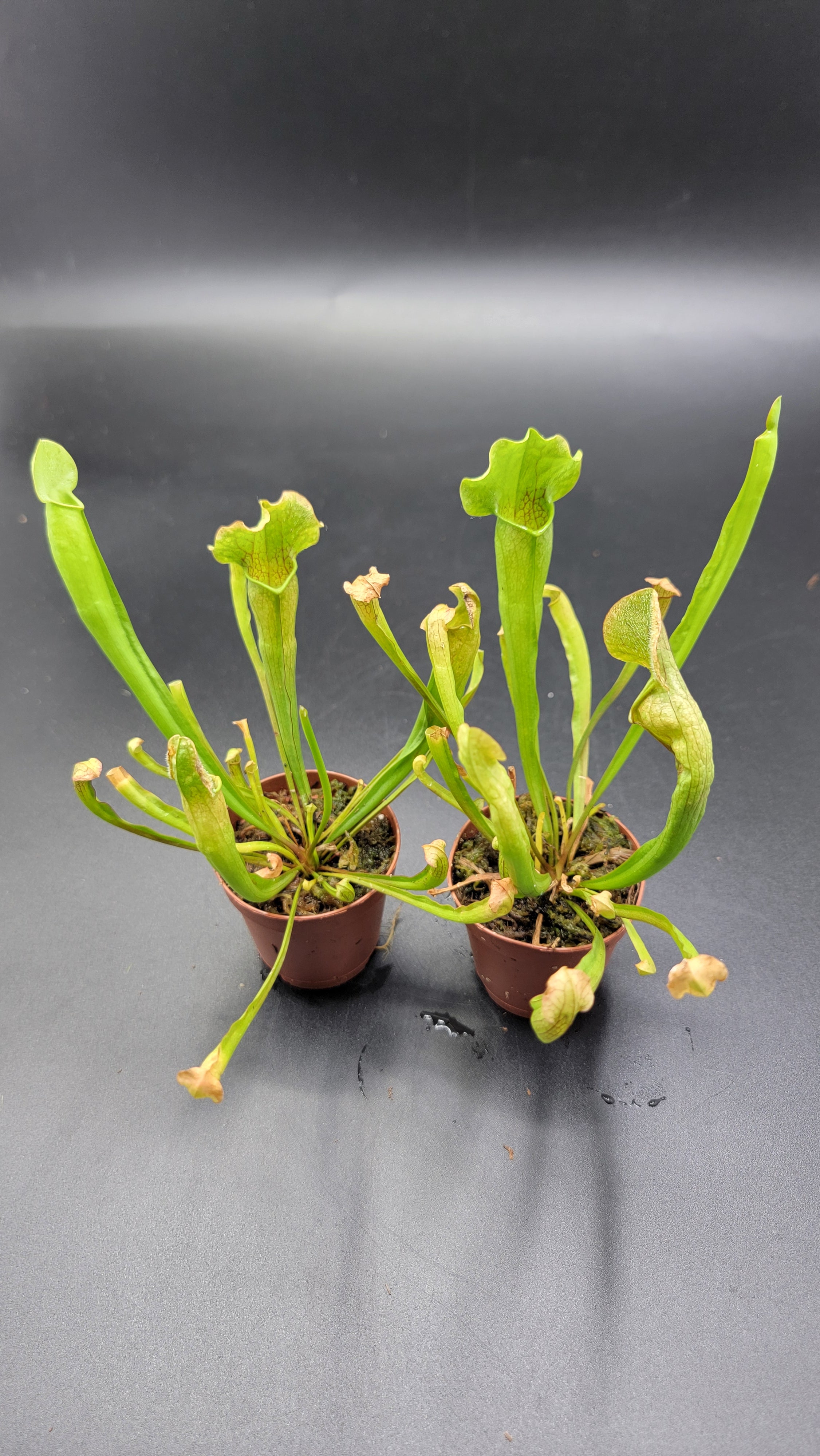 Sarracenia Oreophila