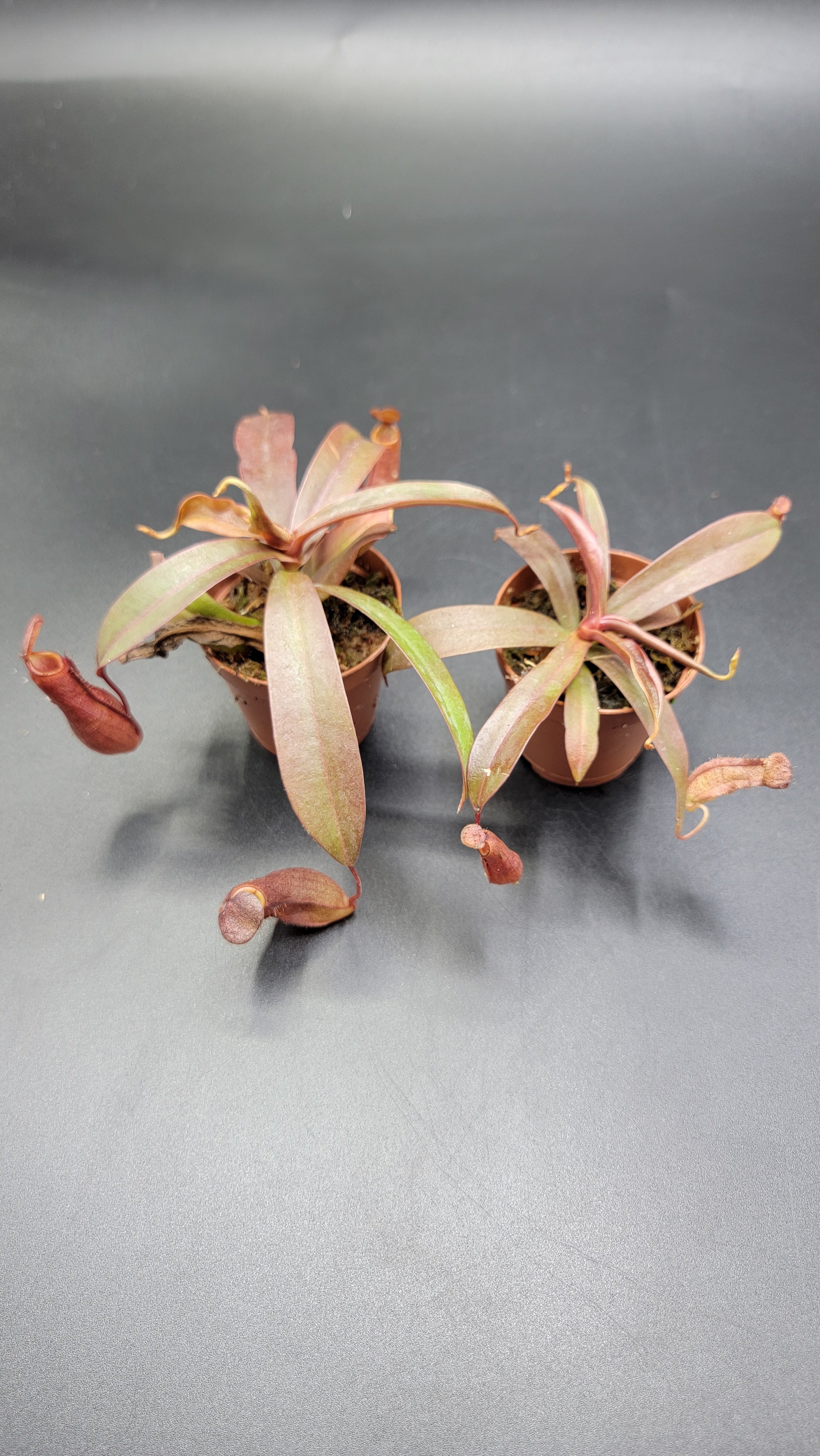 Nepenthes Albomarginata