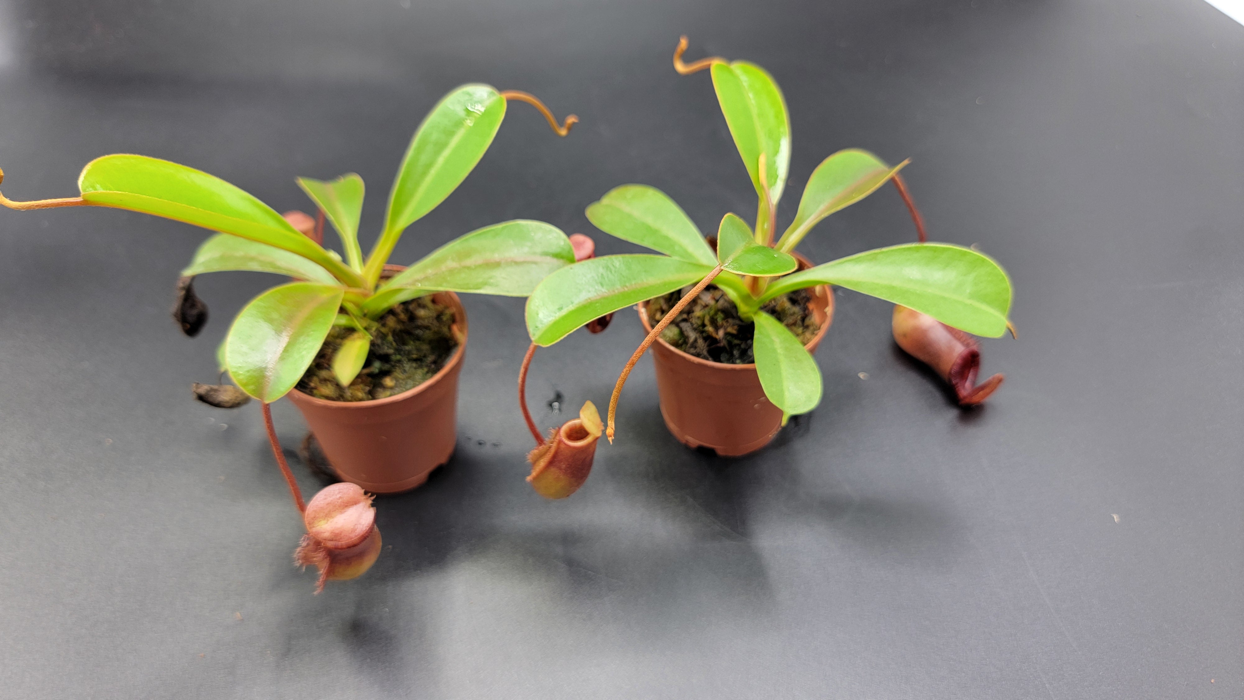 Nepenthes Lowii X Ventricosa