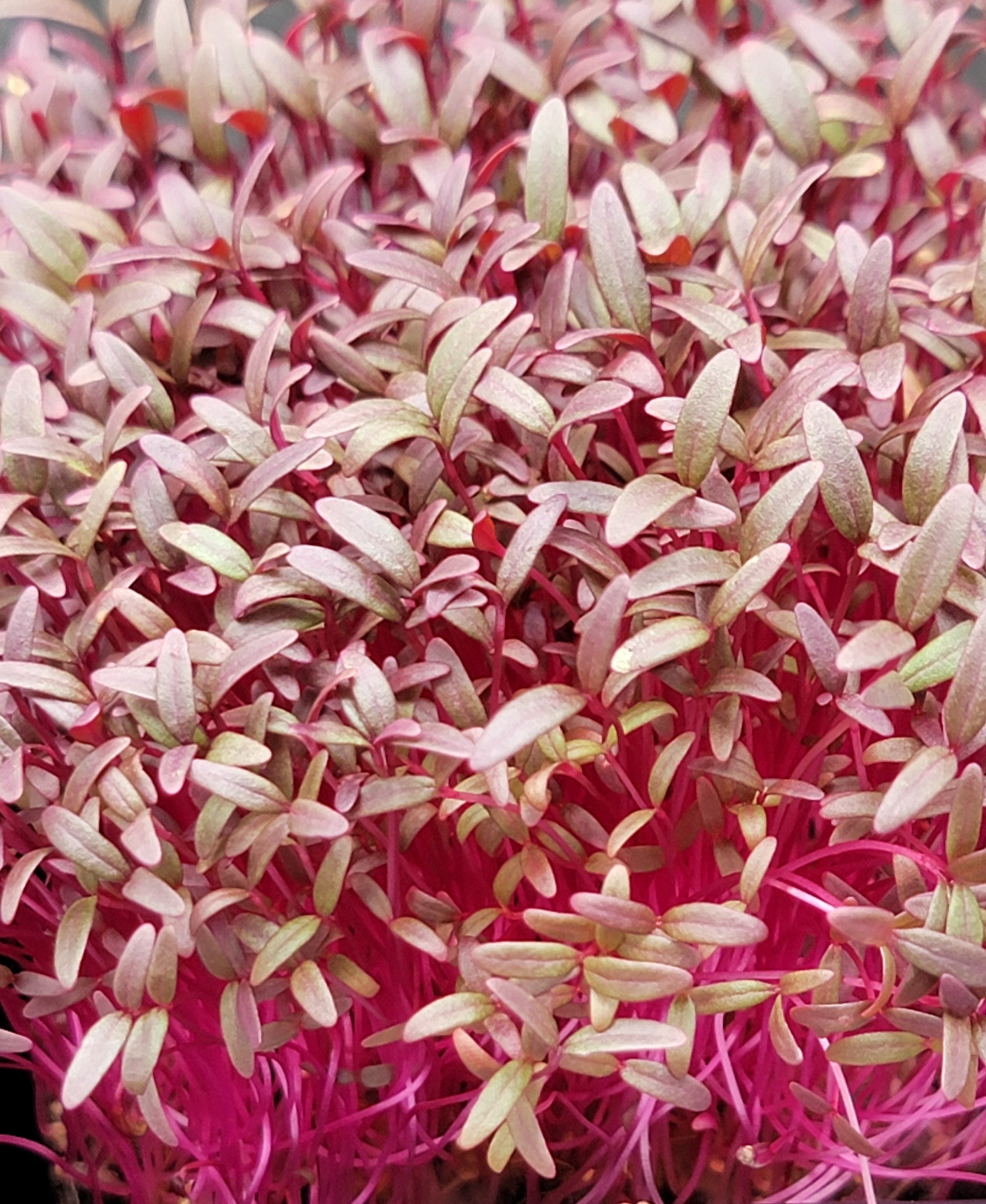 Amaranth Red Garnet
