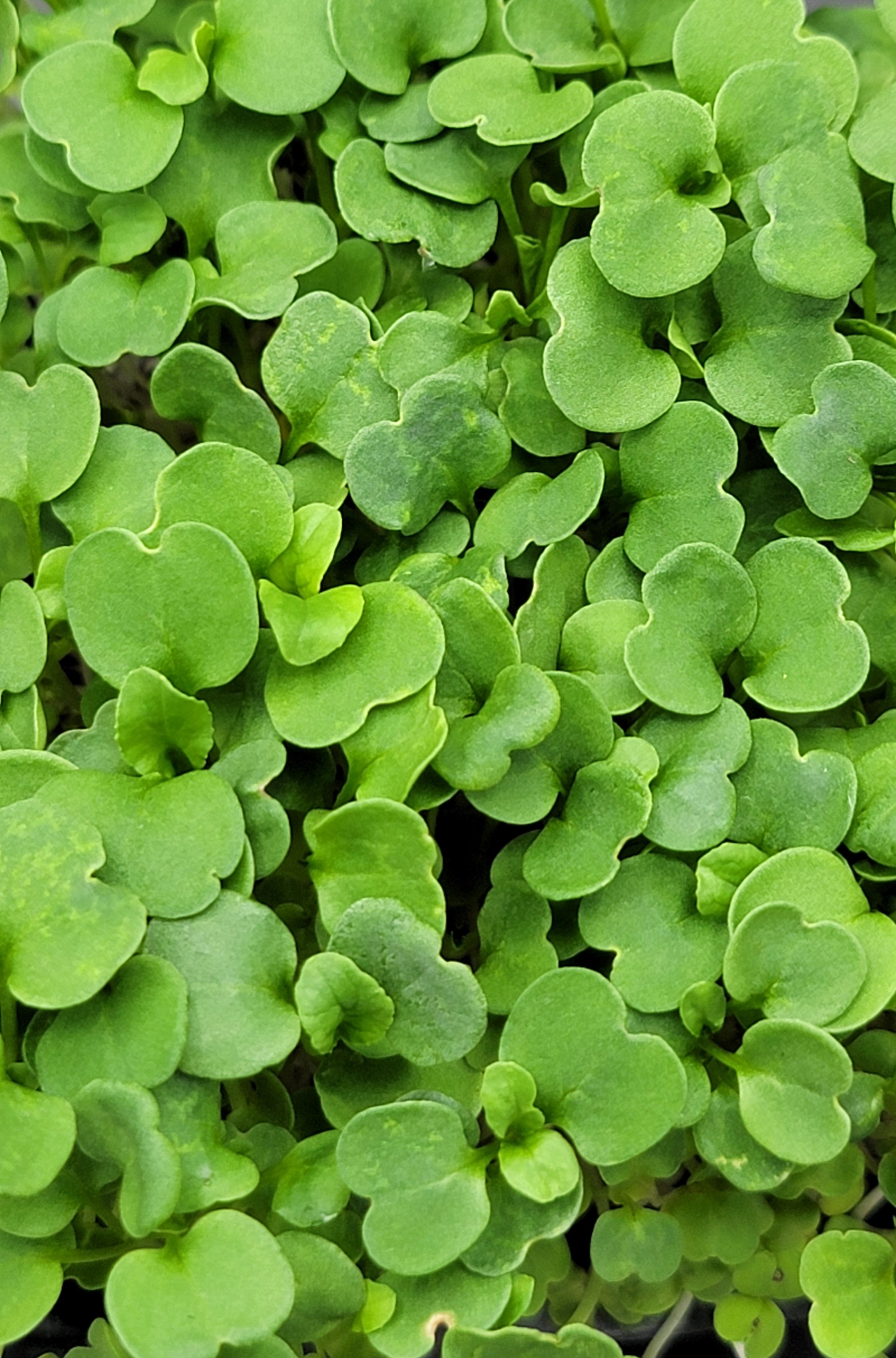 Arugula