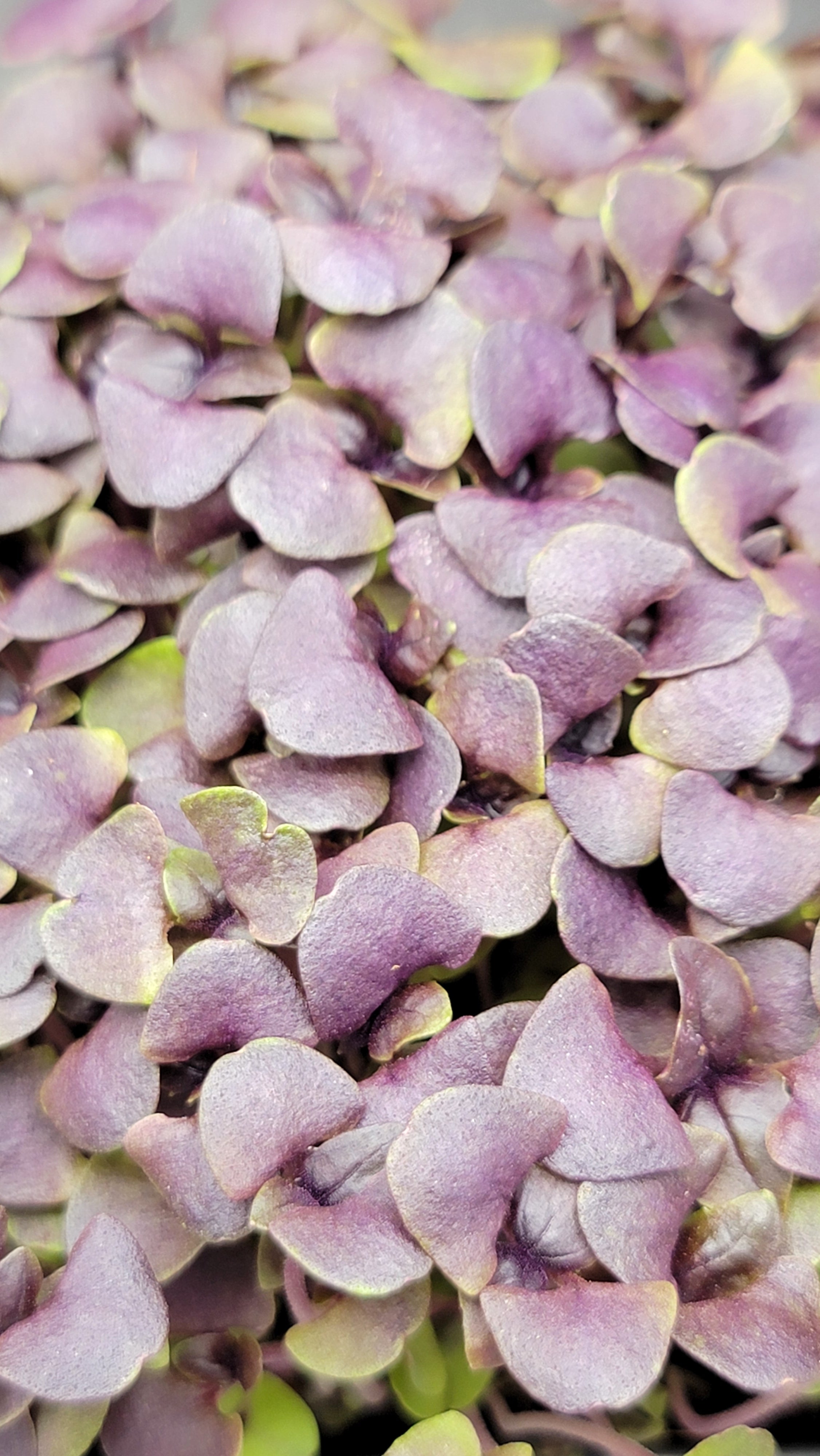 Basil- Red Rubin/Purple