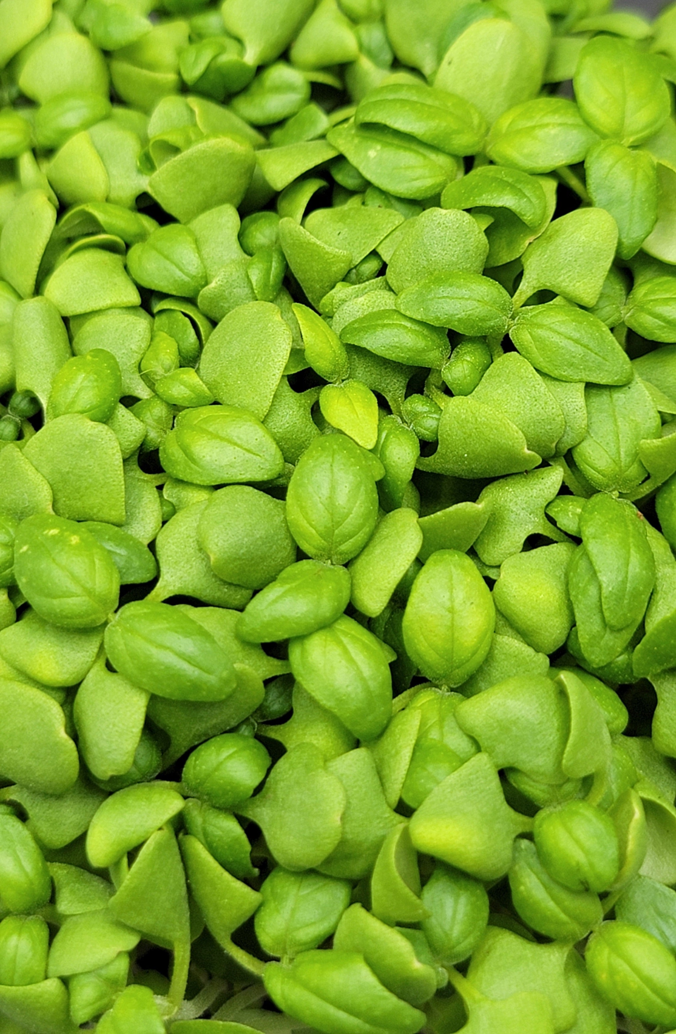Basil- Lemon/Citrus