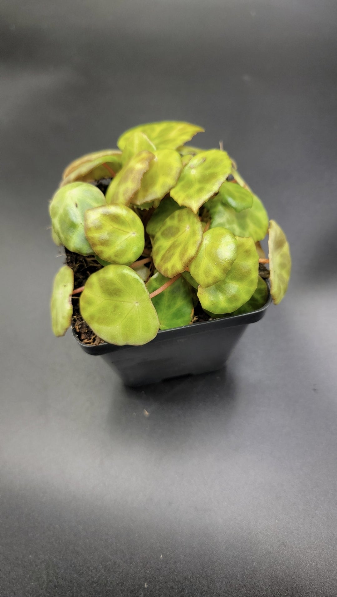 Sp. Lichenora