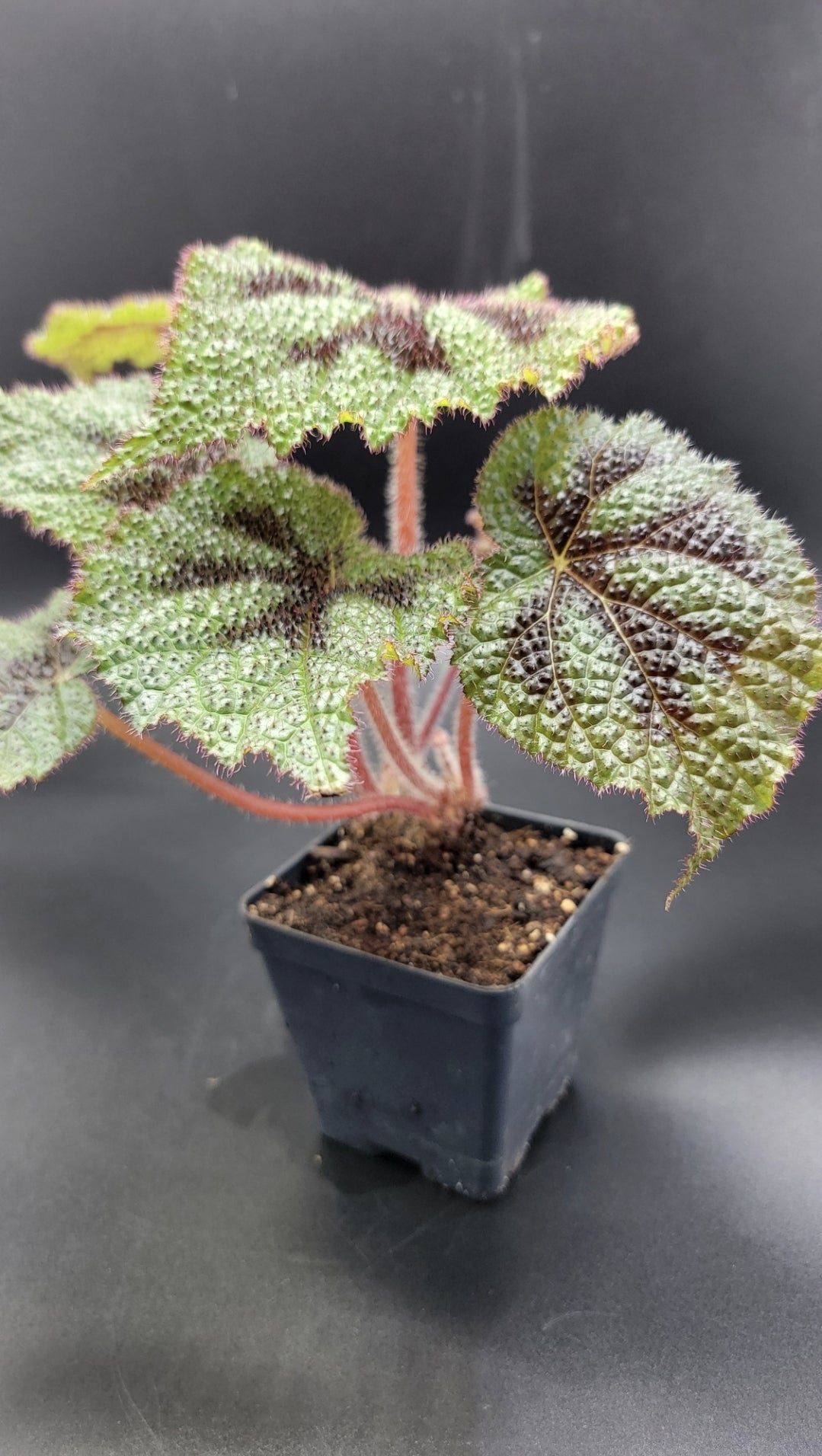 Masoniana