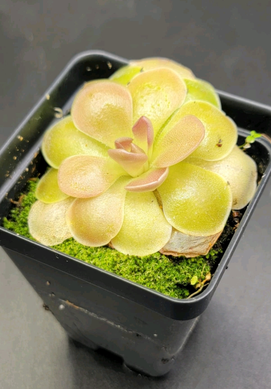 Moranensis F. Orchidioides